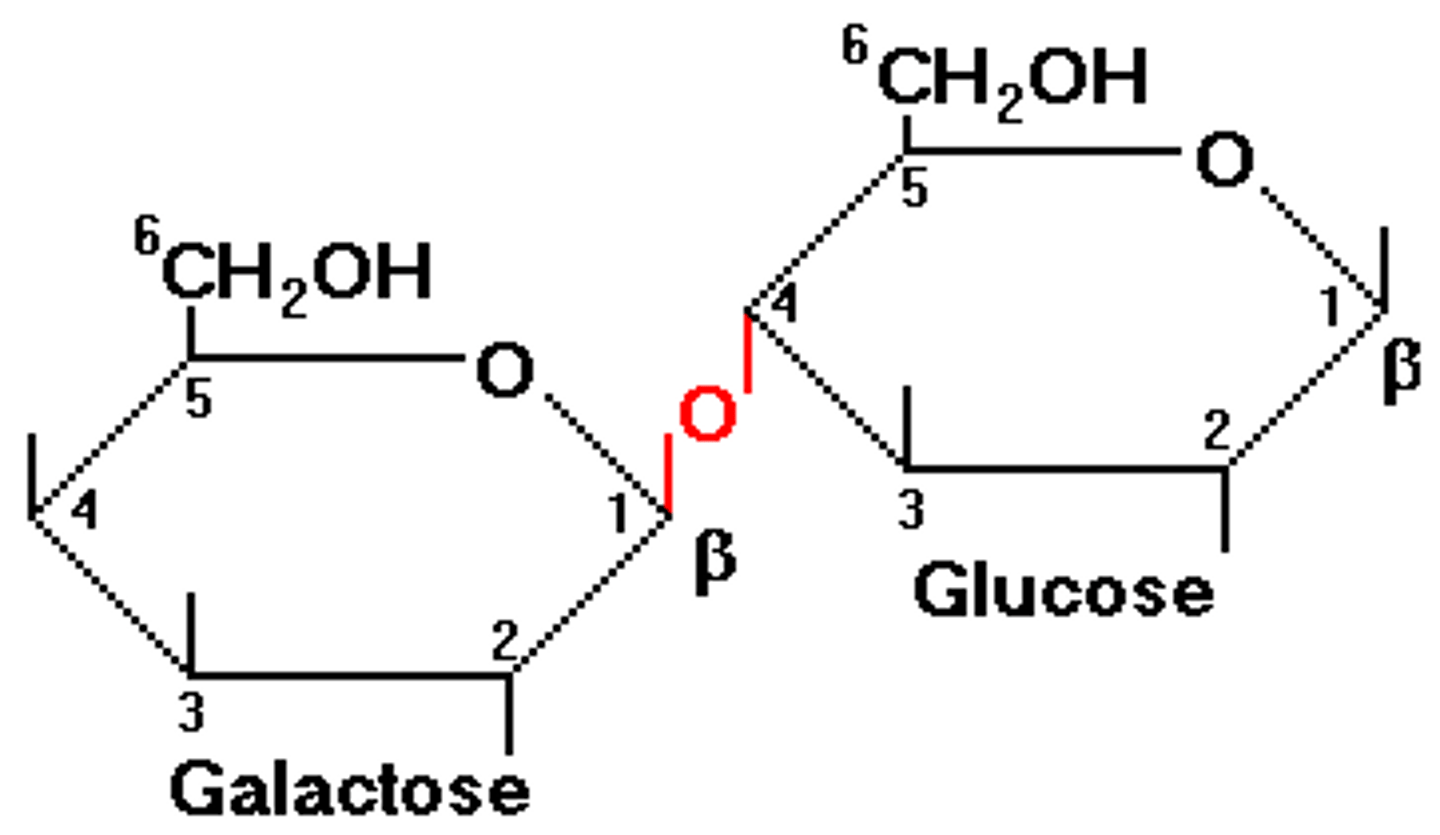 <p>- A disaccharide, also know as milk sugar.</p><p>- Composed of:</p><p>~ Beta D-Galactose + Alpha D-Glucose</p><p>~ Beta D-Galactose + Beta D-Glucose</p><p>- Glycosidic Linkage: Beta (1->4)</p>