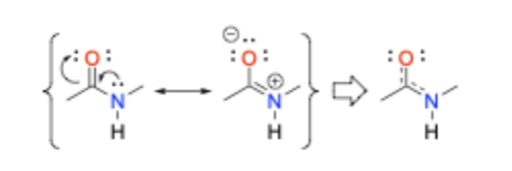 <p>Resonance increases the stability of the peptide (amide) bond and makes it rigid.</p><p></p>