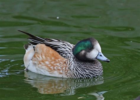 <p>Family: Anatidae</p>