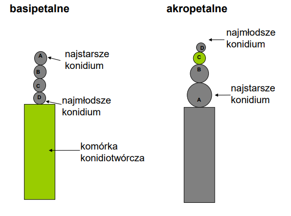 <ol><li><p>Basipetalne<br>-komórka konidiotwórcza jest zawsze aktywna, tworzy konidia<br>-najmłodsze konidia znajdują się przy komórce konidiotwórczej (tu Fialidy)<br>-łańcuchy mogą być długie, ale łamią się z rozrostem<br>-np. <em>Penicillium </em>sp., <em>Aspergillus</em> sp.<br></p></li><li><p>Akropetalne<br>-komórka konidiotwórcza tworzy pierwsze konidium, kolejne są tworzone przez poprzednie konidia<br>-najmłodsze konidium znajduje się na szczycie<br>-łańcuchy raczej krótkie (z podziałami coraz mniej materiału)<br>-np. <em>Alternaria</em> sp., <em>Cladosporium</em> sp.</p></li></ol><p></p>
