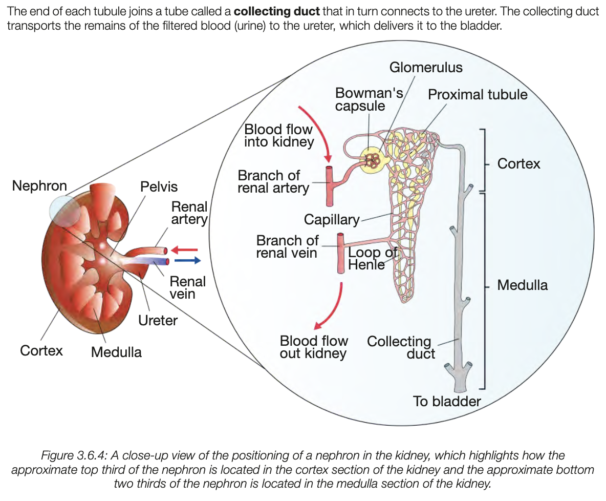<ul><li><p>structural and functional unit of kidney</p></li><li><p>over a million in each, large SA for filtration and selective reabsorption</p></li><li><p>has bowmans capsule, glomerulus, renal rubule</p></li><li><p>glomerulu - cluster of capillaries located in bowmans capsule</p></li><li><p>renal tubule 3 parts - proximal, loop of henle, distal</p></li><li><p>end of tubule joins to collectivng duct, connected to ureter</p></li></ul><p></p><p></p>