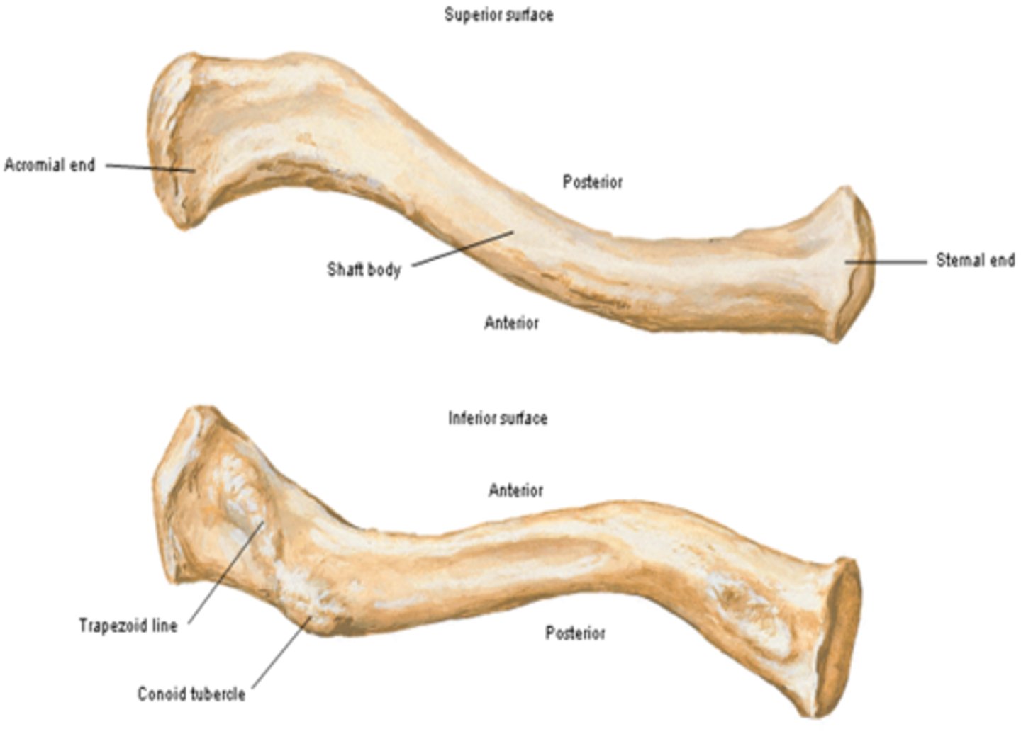 <p>articulates with manubrium (sternoclavicular joint)</p>