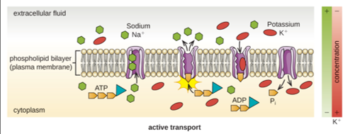<p>Active transport</p>