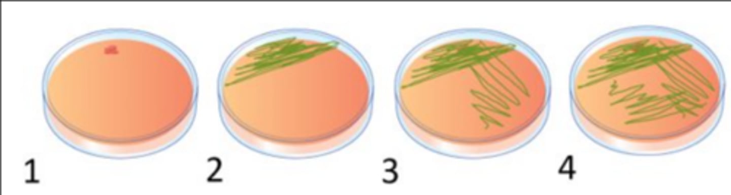 <p>1. Sterilize your inoculation loop, wait 7 seconds, take a colony from a pure culture, and inoculate a small circle on the media. Sterilize your inoculation loop, wait 7 seconds.</p><p>2. Place loop on the dot and drag it very slowly out in tight streaks. Sterilize your inoculation loop, wait 7 seconds.</p><p>3. Drag the inoculation loop 2-3 times in the prior inoculated section and drag out loosely. Sterilize your inoculation loop, wait 7 seconds.</p><p>4. Drag the inoculation loop 2-3 times in the prior inoculated section and drag it out even looser than the prior one. Sterilize your loop, name, date, and sign your plate. Place upside down to avoid condensation on the agar.</p>