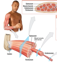 epimysium, Muscle fascicle, Endomysium, and Perimysium