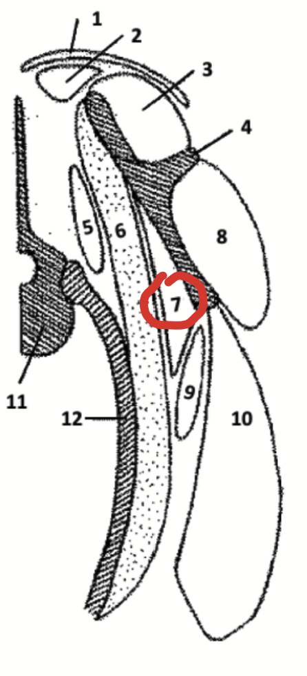 <p>Shoulder muscle located on the flat medial surface of the scapula, towards the ribs.</p>