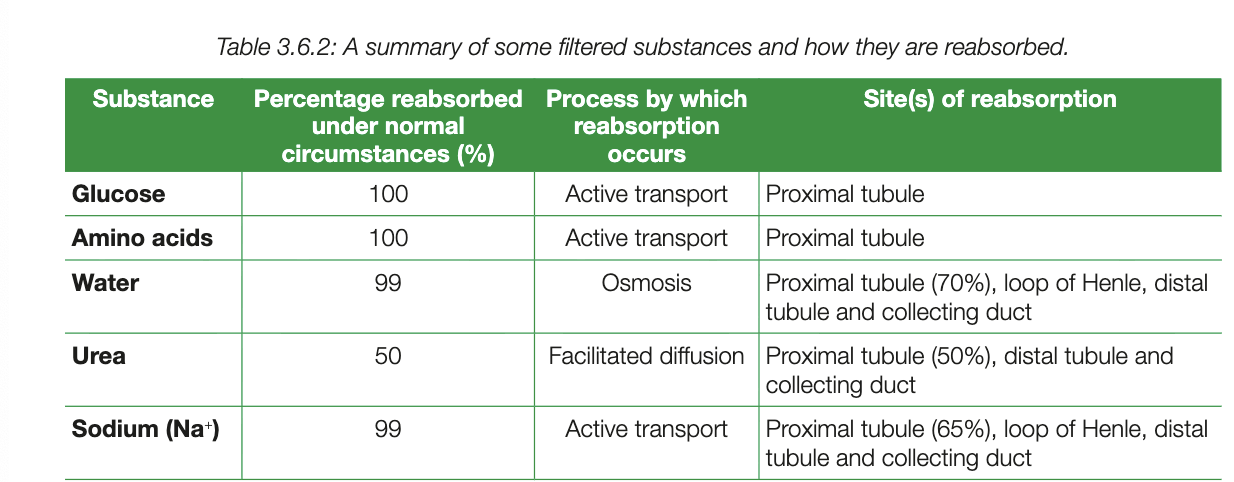 <ul><li><p>filtrate in bowmans capsule flows into tubule, useful stuff are reabsorbed, occurs across length of tubule and some are thru collecting duc (e.g. water)</p></li><li><p><strong>Proximal tubule</strong>: 100% of glucose and amino acids reabsorbed; large amount of water and salts also reabsorbed.</p></li><li><p class="my-2 [&amp;+p]:mt-4 [&amp;_strong:has(+br)]:inline-block [&amp;_strong:has(+br)]:pb-2"><strong>Water reabsorption</strong>: About 99% of filtered water reabsorbed by osmosis across tubule and collecting duct (varies with diet, medications, environment).</p></li><li><p class="my-2 [&amp;+p]:mt-4 [&amp;_strong:has(+br)]:inline-block [&amp;_strong:has(+br)]:pb-2"><strong>Salt reabsorption</strong>: Amount reabsorbed varies depending on individual factors.</p></li><li><p class="my-2 [&amp;+p]:mt-4 [&amp;_strong:has(+br)]:inline-block [&amp;_strong:has(+br)]:pb-2"><strong>Urea reabsorption</strong>: ~50% reabsorbed passively along tubule; collecting duct can reabsorb more if needed.</p></li><li><p class="my-2 [&amp;+p]:mt-4 [&amp;_strong:has(+br)]:inline-block [&amp;_strong:has(+br)]:pb-2"><strong>Urine contents</strong>: Remaining urea, nitrogenous wastes, excess water, and other unabsorbed substances exit via collecting duct → bladder.</p></li><li><p class="my-2 [&amp;+p]:mt-4 [&amp;_strong:has(+br)]:inline-block [&amp;_strong:has(+br)]:pb-2"><strong>Blood return</strong>: Reabsorbed substances returned to circulation via renal vein → heart.</p></li></ul><p></p>