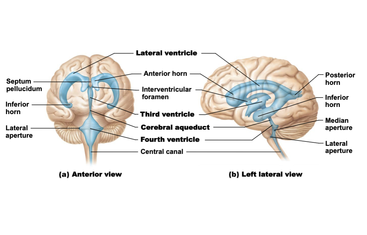 <p>Lateral ventricles<br>→ Interventricular foramina<br>→ Third ventricle<br>→ Cerebral aqueduct<br>→ Fourth ventricle<br>→ Central canal of spinal cord &amp; subarachnoid space</p>