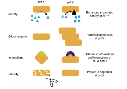 <p>Amino acids and proteins affected by this </p>