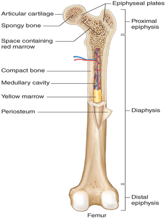 <ul><li><p>has hollow medula cavity with yellow marrow</p></li><li><p>makes up the majority of the length of the long bone. </p></li><li><p>It is a tubular structure with a thick collar of compact bone surrounding a space called the medullary cavity, which contains yellow marrow.</p></li></ul><p></p><ul><li><p>In children, this is the location of red bone marrow and is responsible for hematopoiesis </p><ul><li><p>production of blood cells</p></li><li><p>10 to 15 million erythrocytes per second.</p></li></ul></li><li><p>In adults, red bone marrow is replaced by yellow bone marrow </p><ul><li><p>except for in a few locations such as the </p><ul><li><p>skull</p></li><li><p>ribs</p></li><li><p>vertebra</p></li><li><p>pelvis.</p></li></ul></li></ul></li></ul><p></p>