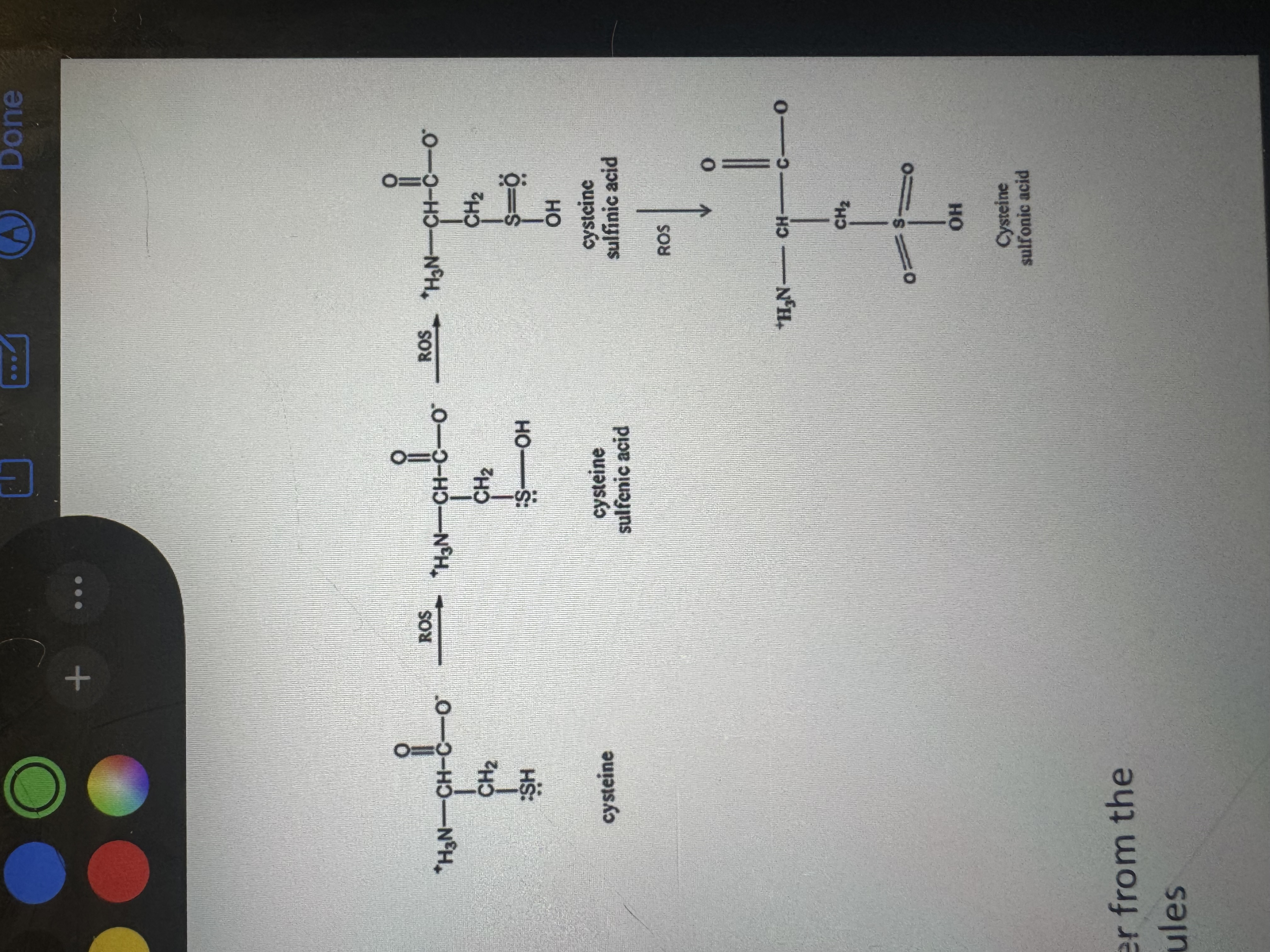 <p>cysteine (natural component of proteins)</p><p>(under stress conditions it can be oxidized to a variety of acid forms)</p>