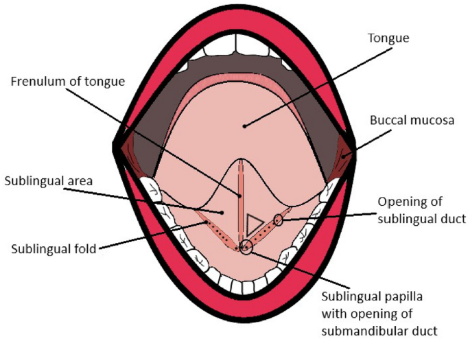 <ul><li><p>lingual frenulum</p></li><li><p>sublingual folds</p></li><li><p>sublingual caruncles</p></li></ul><p></p>