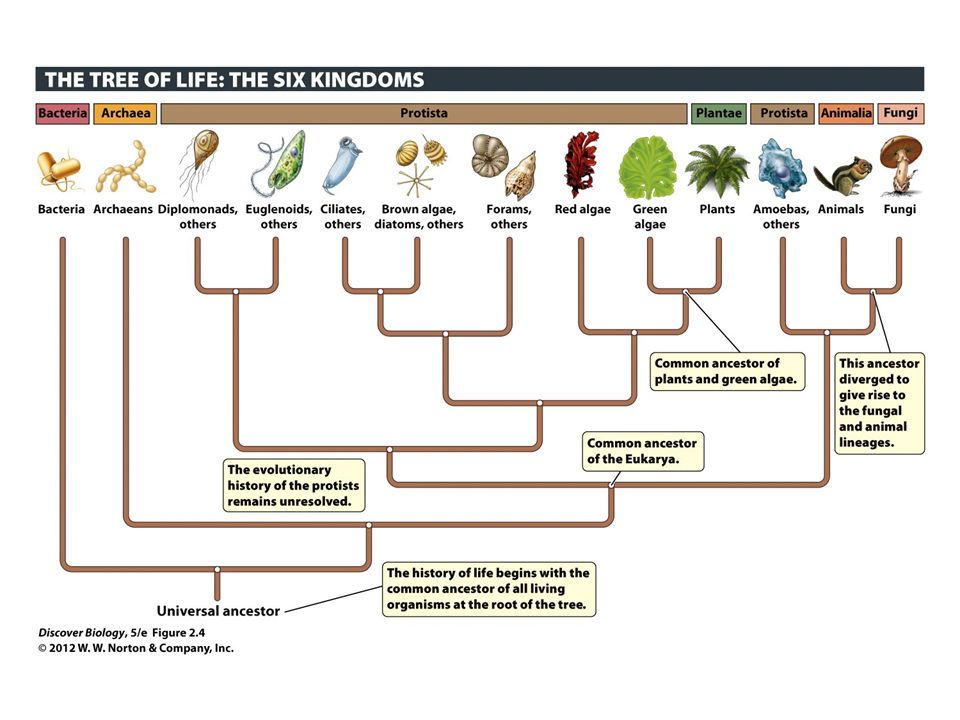 <p>Plants, Animals, Fungi, and Protists</p>