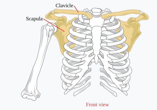 <p>The clavicle and scapula</p>