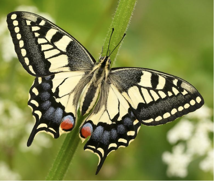 <p>swallowtail butterflies</p>