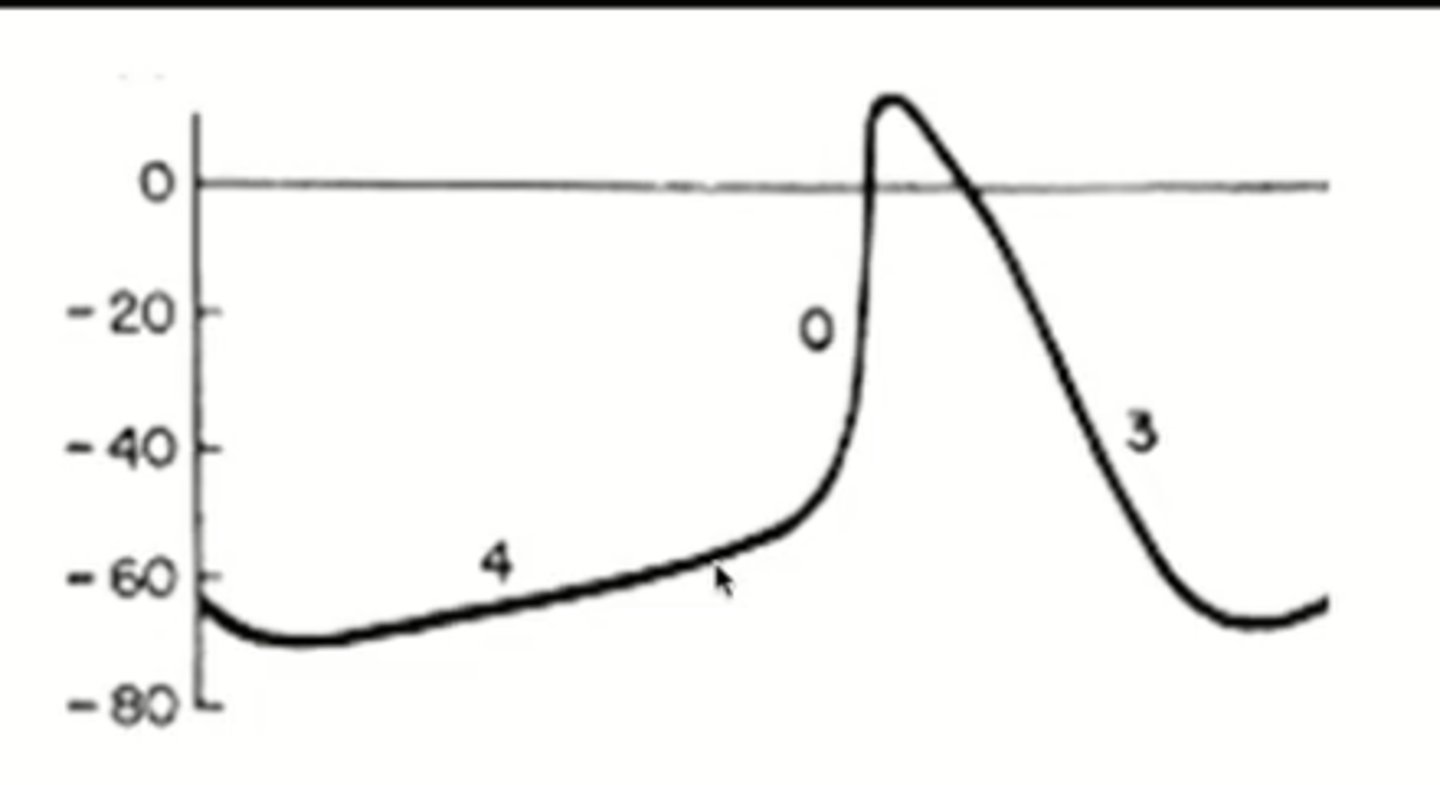 <p>This is the action potential graph for what cell types?</p>