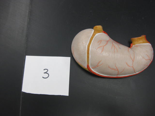 <p>Body Cavities and Body Systems</p><p>Lab Image 1-10</p>