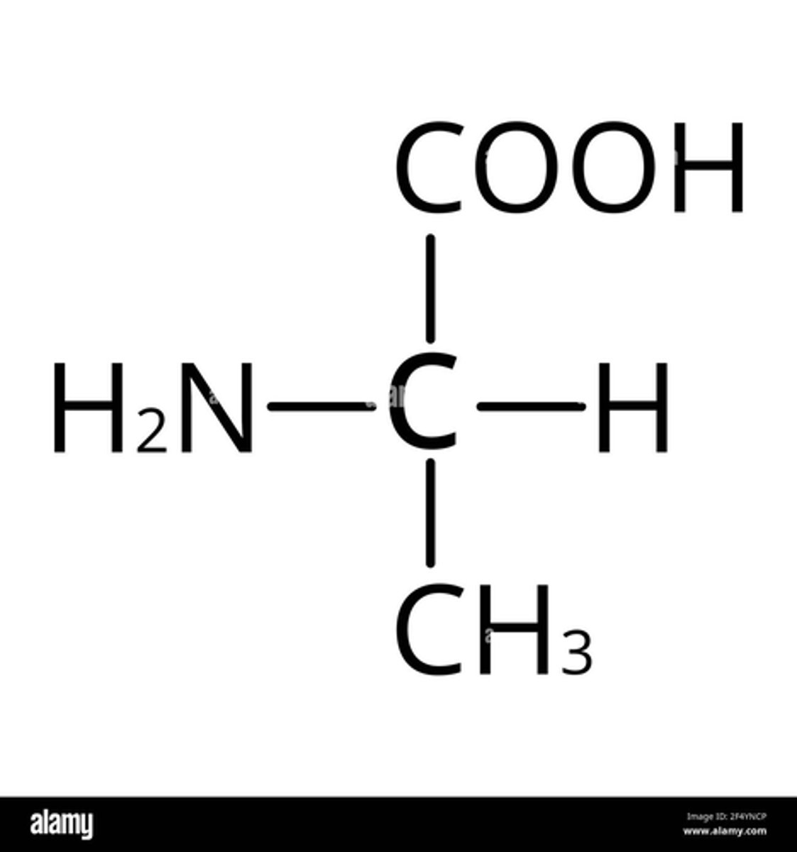 <p>Their R group</p><p>NOTE: you won't need to memorise them but you may need to apply your understanding of R groups in an exam so we have included an example</p>