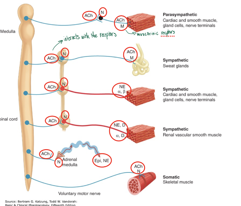 <ul><li><p>The adrenal medulla, a modified sympathetic ganglion, receives sympathetic preganglionic fibers and releases epinerphrin and norepinephrine into the blood which goes the the tissue and muscles</p></li><li><p>Cholinergic nerves are shown in blue</p></li><li><p>Noradrenergic are shown in red </p></li></ul><p></p>