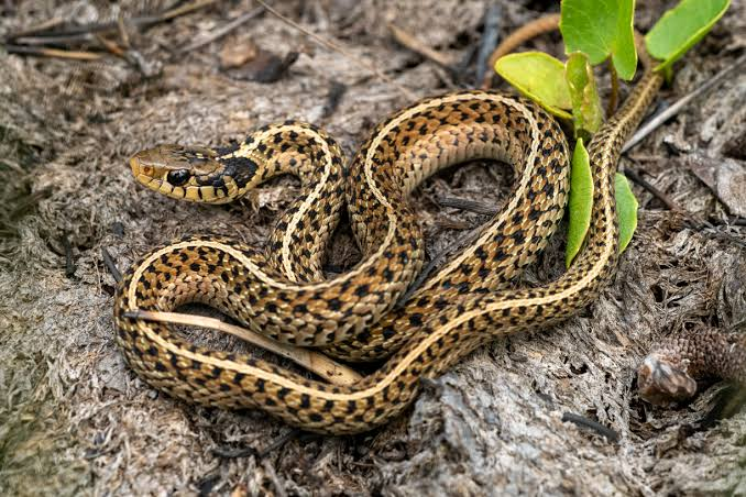 <p>Squamata : Toxicofera : Serpentes : Alethinophidia : Caenophidia : Colubridae : Natricinae</p>