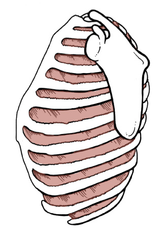 <p>Origin: U<span>pper border of a Rib</span></p><p>Insertion: <span>Lower border of Rib above, coursing up and medially</span></p><p>Action: <span>keeps the intercostal space from blowing out or sucking in during respiration</span></p>