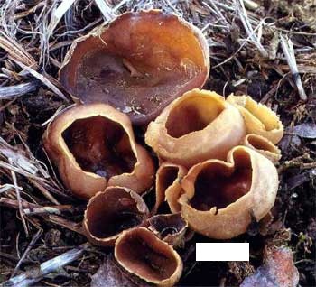 In the picture above is a fungus in which the spore-producing layer forms the lining of a shallow cup.