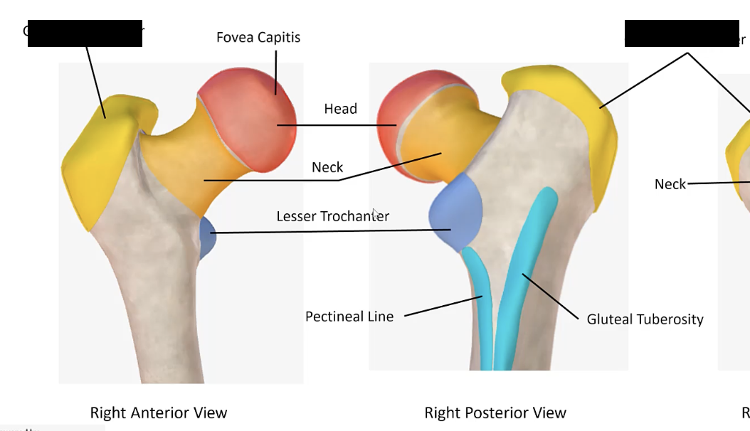 <p>The large, prominent projection on the lateral aspect of the femur near its proximal end.</p>