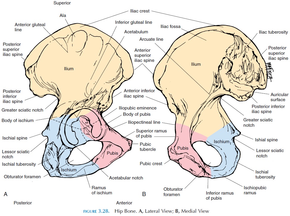 <p>Ischium: Ischial tuberosity</p>