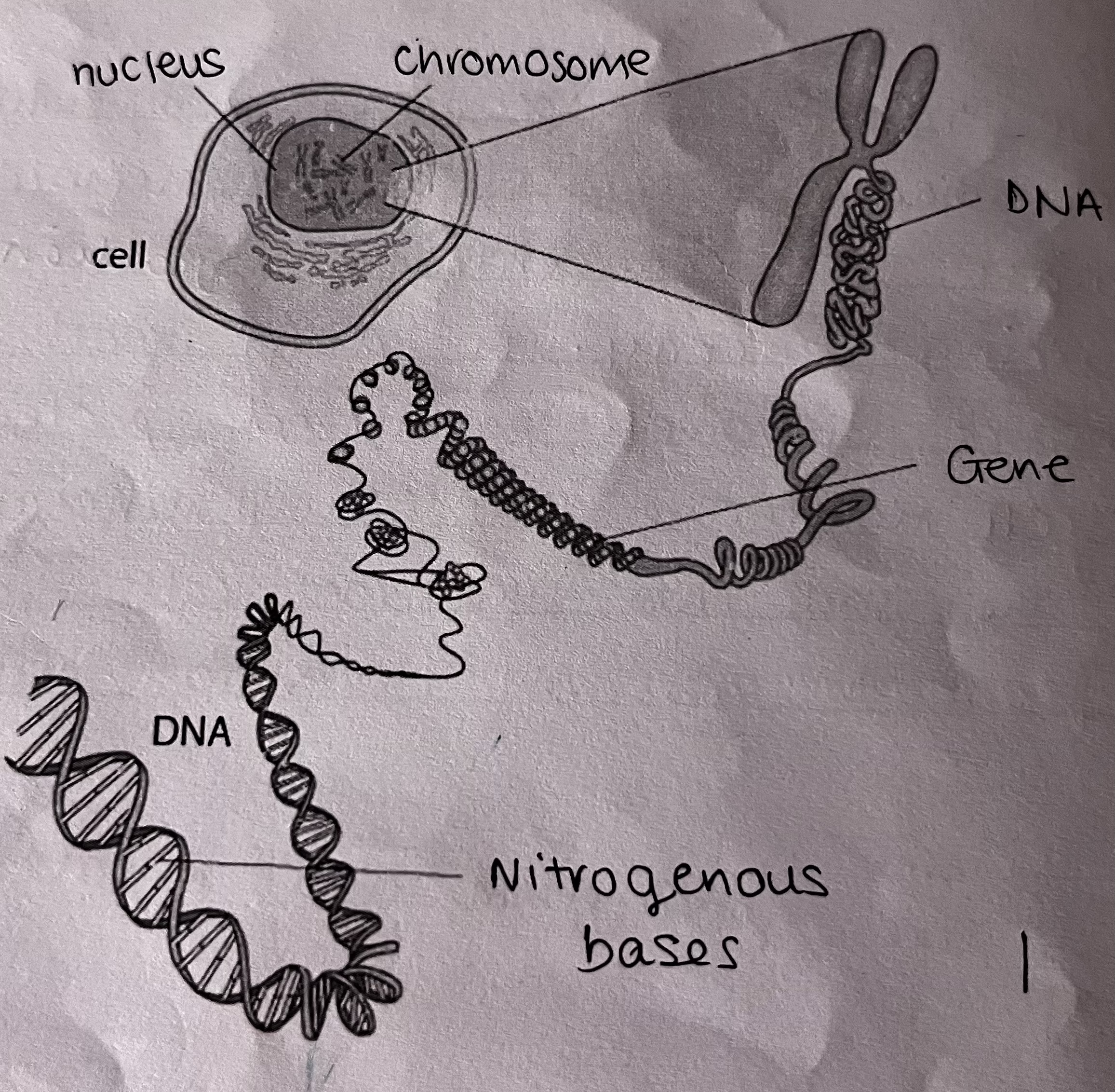 knowt flashcard image