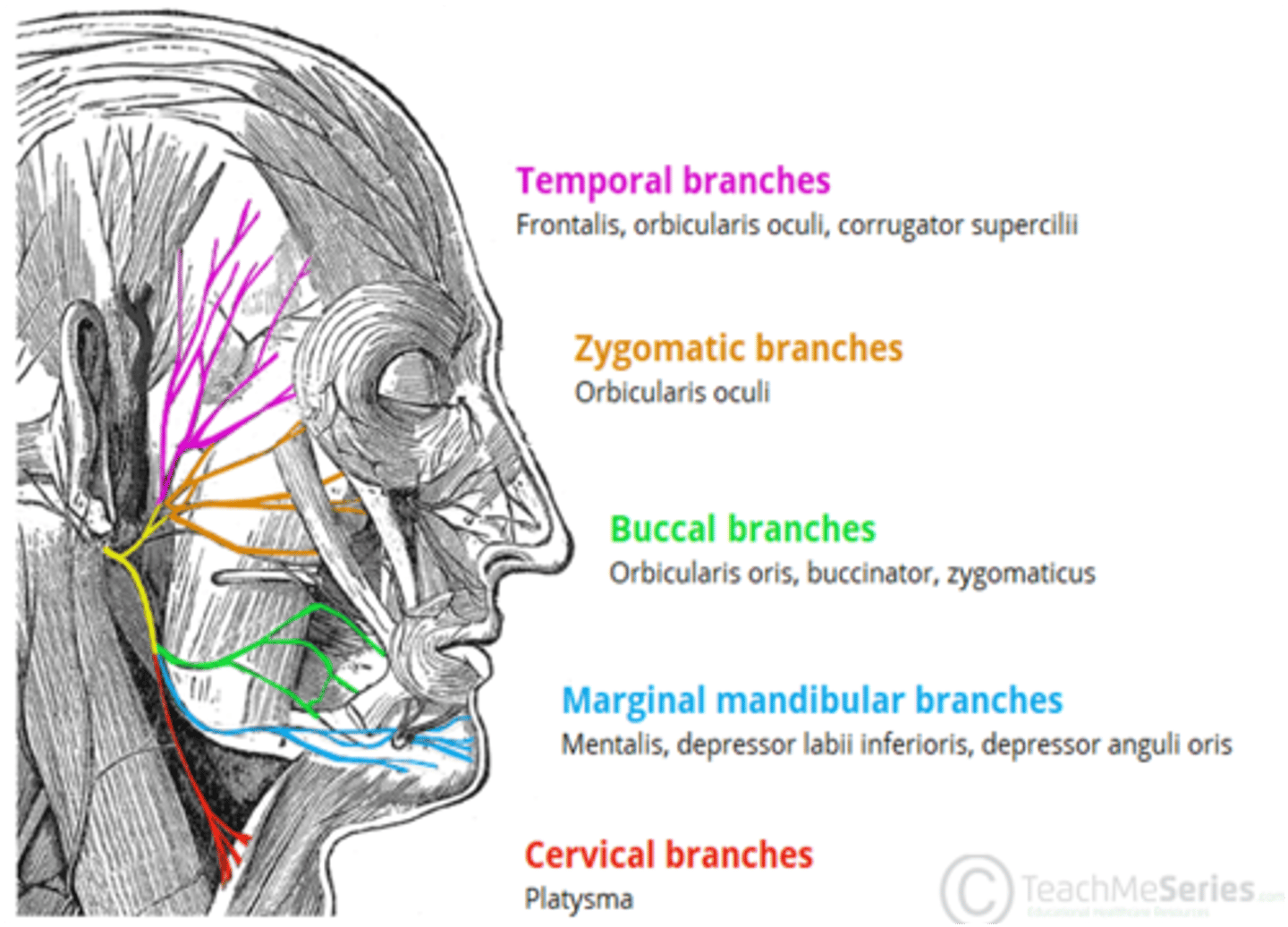 <p>Facial nerve (CN VII)</p>