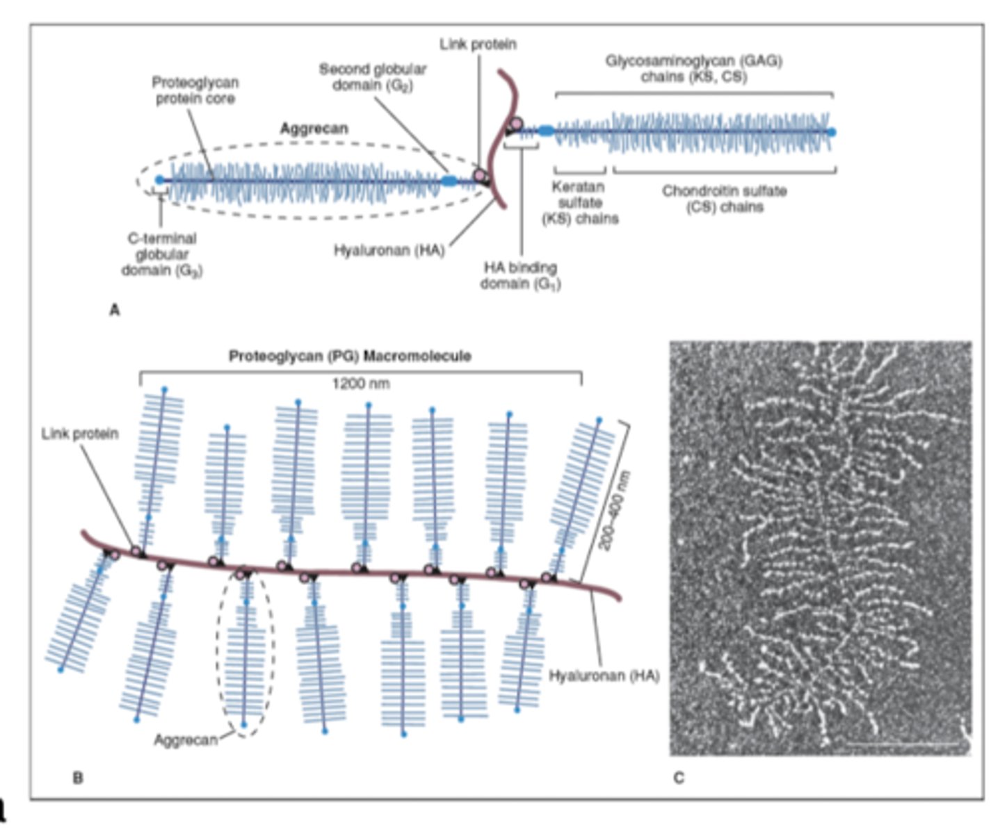 <p>Large protein polysaccharide molecules composed of GAGs bound to a protein core</p>