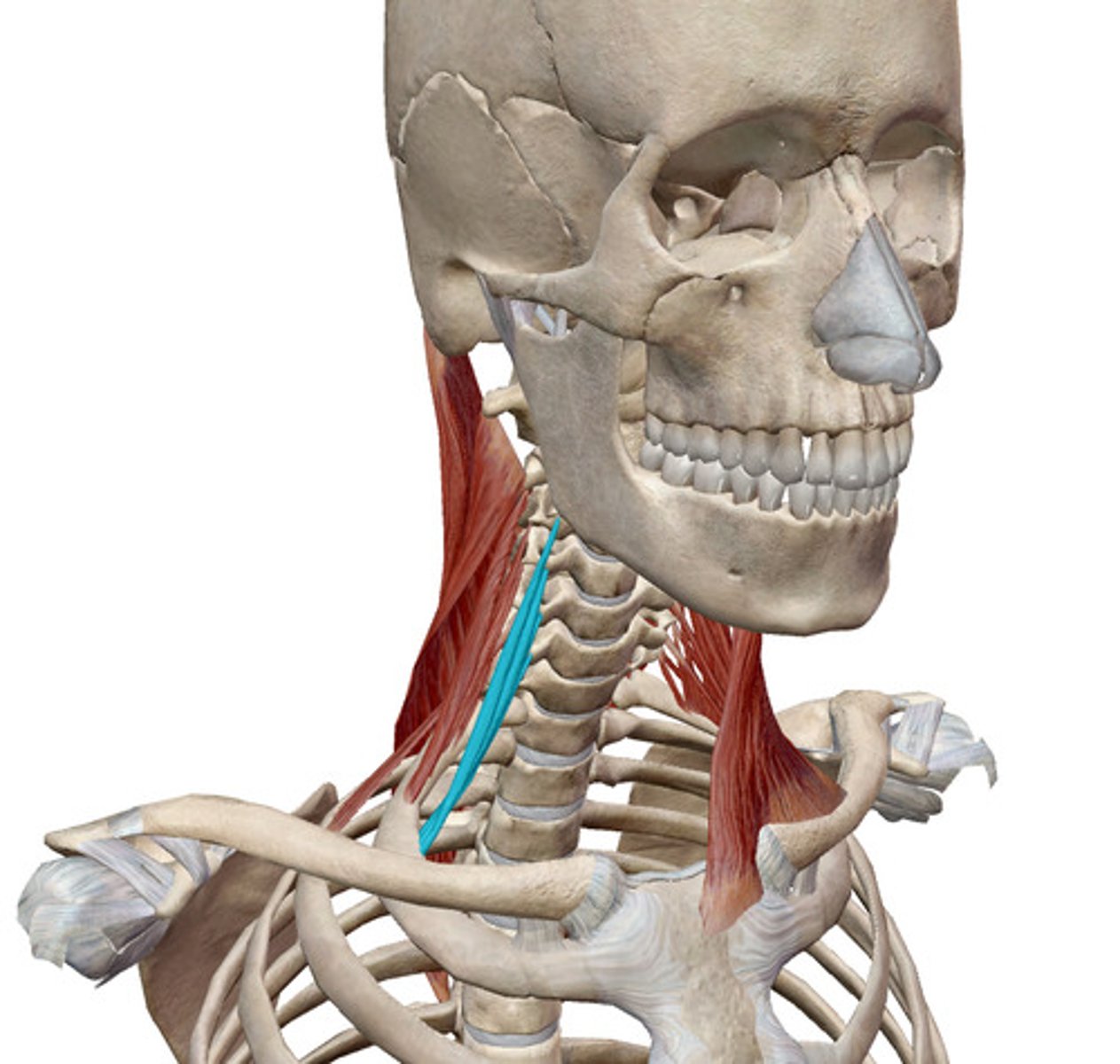 <p>What muscles is this?</p>