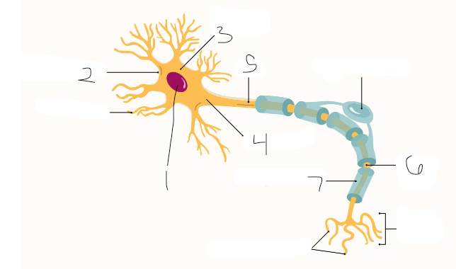 <p>membrane of 5</p>