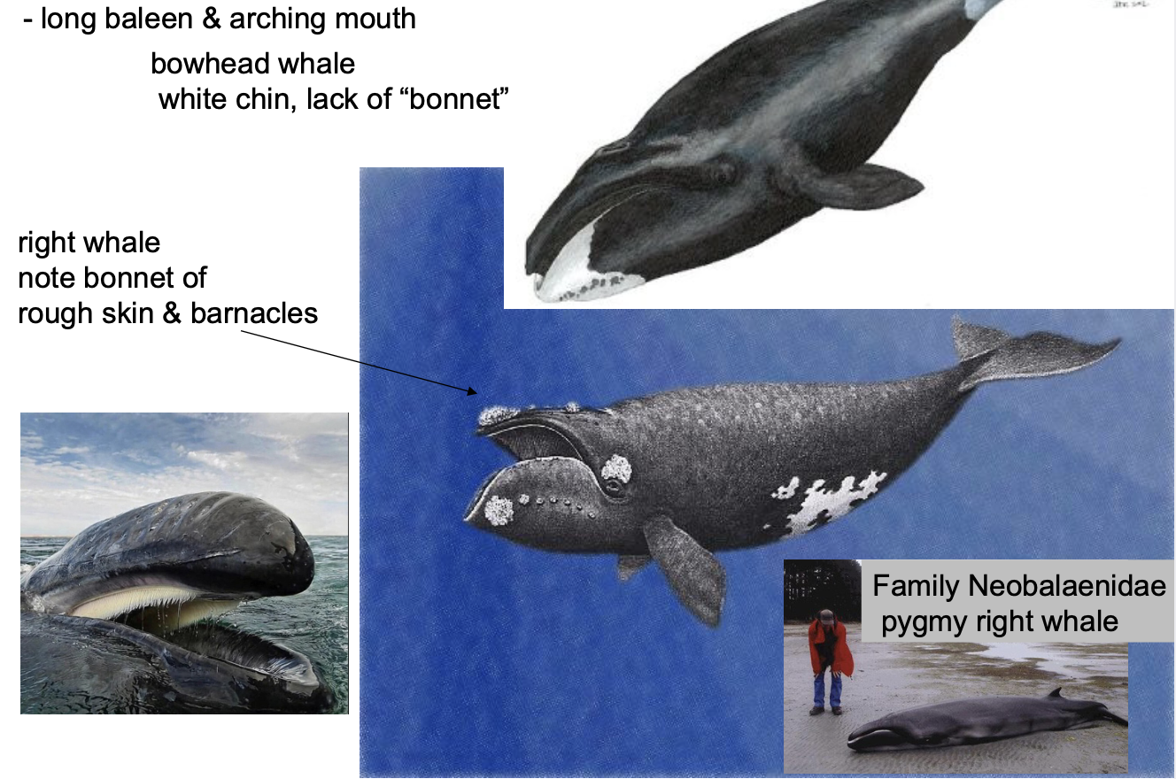 <p>Order? Family? </p>