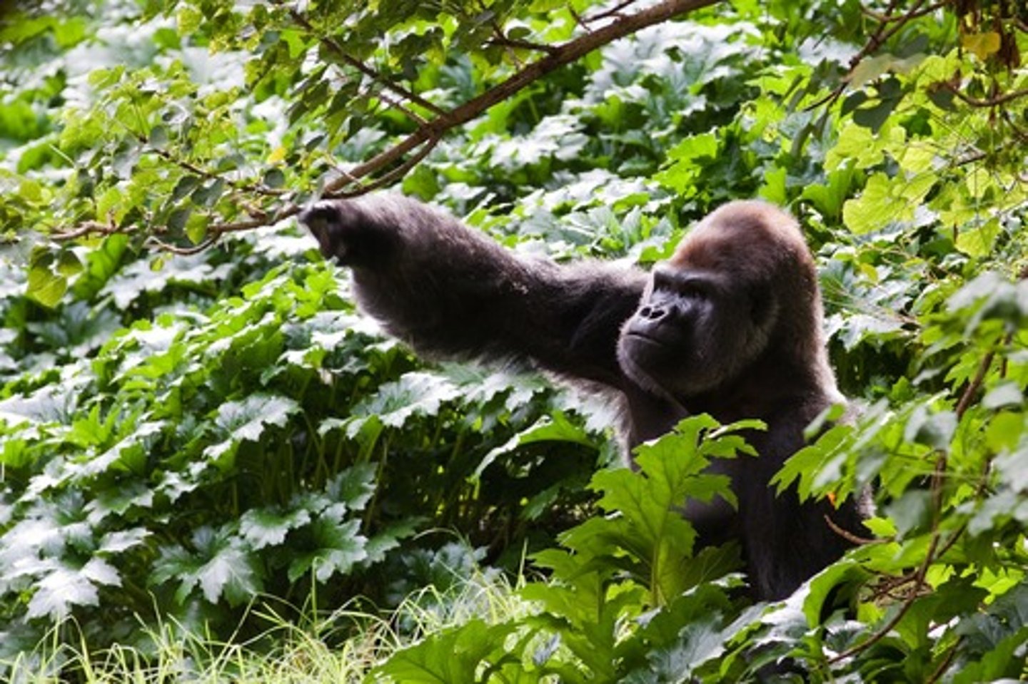 <p>a descriptive technique of observing and recording behavior in naturally occurring situations without trying to manipulate and control the situation</p>