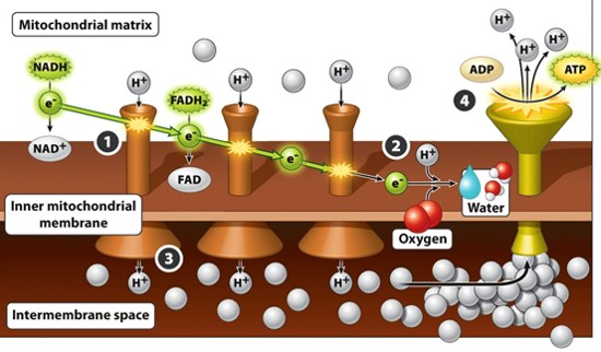 <p><span>What would happen if no oxygen were available? </span></p>