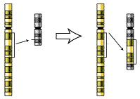 <p><span>The diagram below shows a type of mutation.&nbsp;What type of mutation is shown?</span></p>