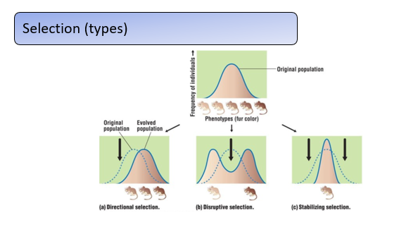 <p>Selection can change allele and genotype frequencies in different ways. Using fur colour in mice as an example of a continuous trait:</p><ul><li><p><strong>Directional selection</strong> favors one extreme phenotype, shifting the trait distribution (e.g., selecting for darker fur increases the frequency of alleles for dark coloration). It commonly occurs in artificial selection or changing environments.</p></li><li><p><strong>Disruptive selection</strong> favors both extremes while selecting against intermediate phenotypes, producing a bimodal distribution (e.g., very light and very dark fur are advantageous, but intermediate shades are not). This is the rarest form of selection.</p></li><li><p><strong>Stabilizing selection</strong> favors intermediate phenotypes and removes extremes, reducing variability (e.g., both very light and very dark fur being selected against). This is thought to be the most common type, maintaining traits within optimal functional ranges.</p></li></ul><p></p>