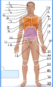 <p>24</p>