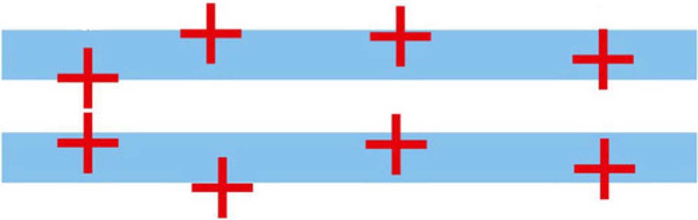 <p>Which is the correct calliper placement for the NT</p>