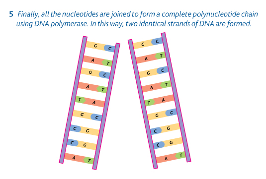 <p>3. We have 2 identical strands which use <strong>semiconservative </strong>replication.</p>