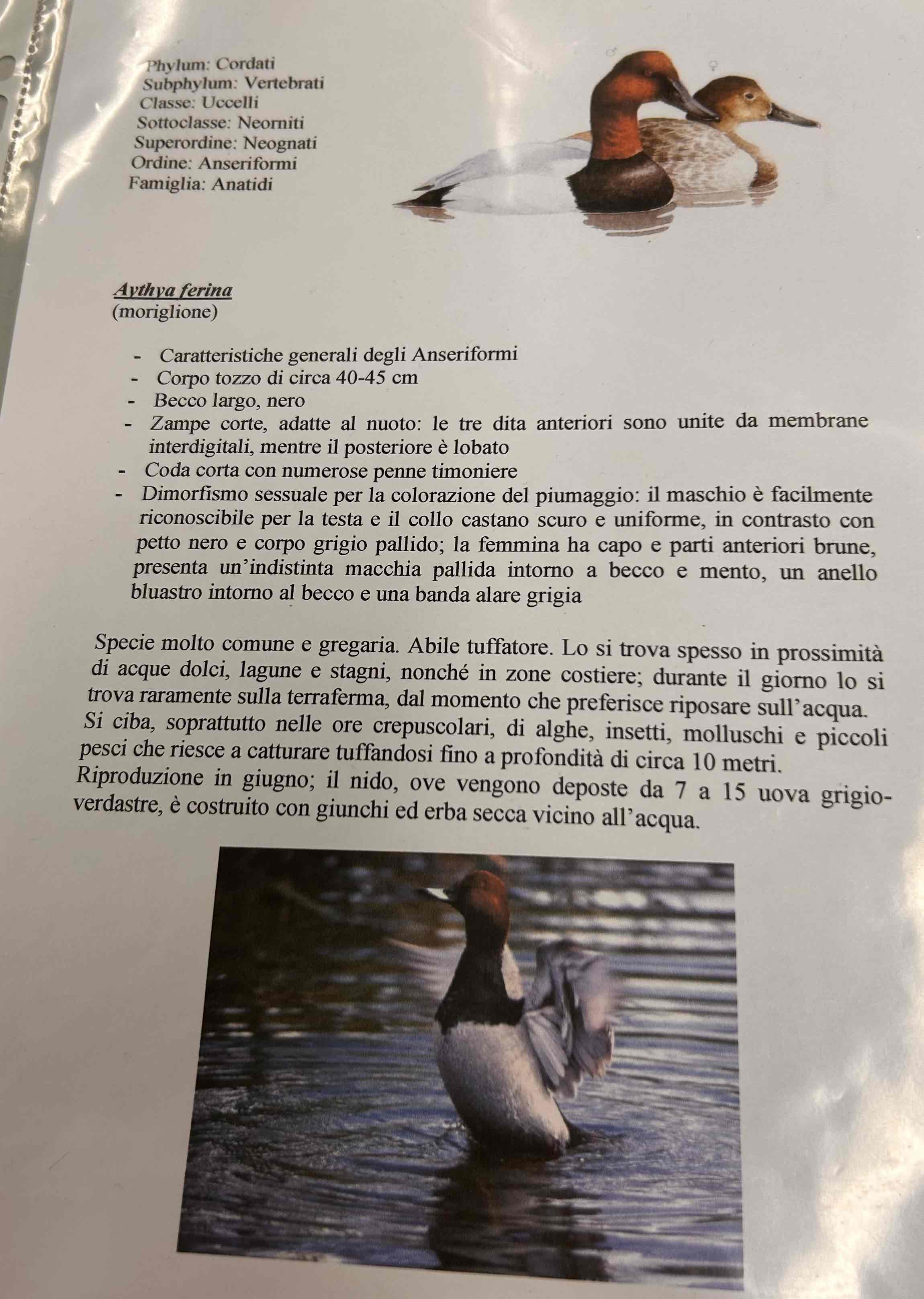 <p>Cordati</p><p style="text-align: start">Vertebrati</p><p style="text-align: start">Gnatostomi</p><p style="text-align: start">Tetrapodi</p><p style="text-align: start">Aves</p><p style="text-align: start">Neognati</p><p style="text-align: start">Anseriformi</p><p style="text-align: start">Aythya ferina (Moriglione)</p>