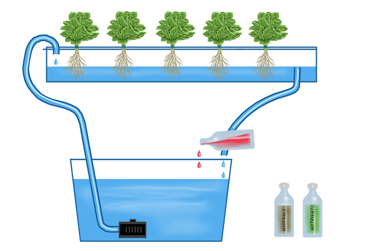 <p>hydroponic </p>