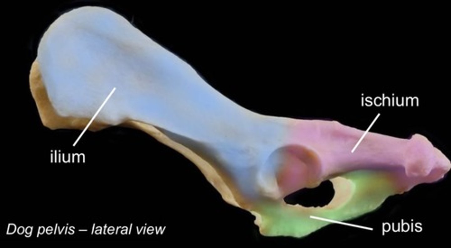 <p>most cranial bone, wing shaped lateral surface, palpable. medial articulates with sacrum. cranial margin of acetabulum</p>