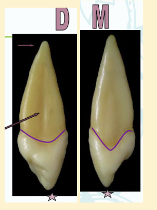 <p><mark data-color="green" style="background-color: green; color: inherit">maxillary canines #6 and #11; root depression</mark></p>