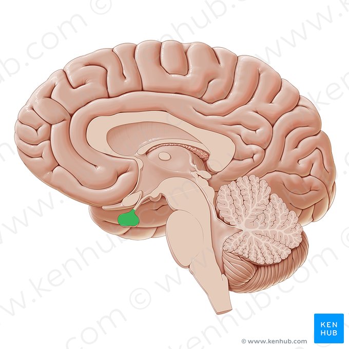 <p>Hypofyse</p>