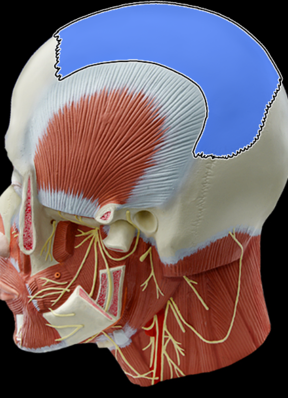 <p>Parietal bone</p>