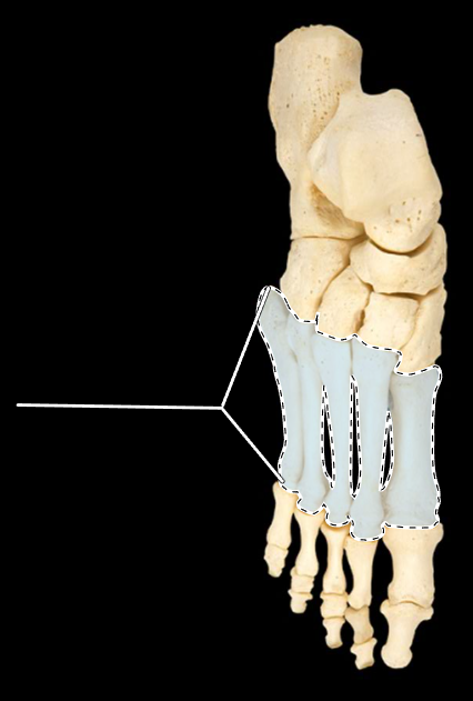 <p>Name this group of bones.</p><p>(Superior view, right side).</p>