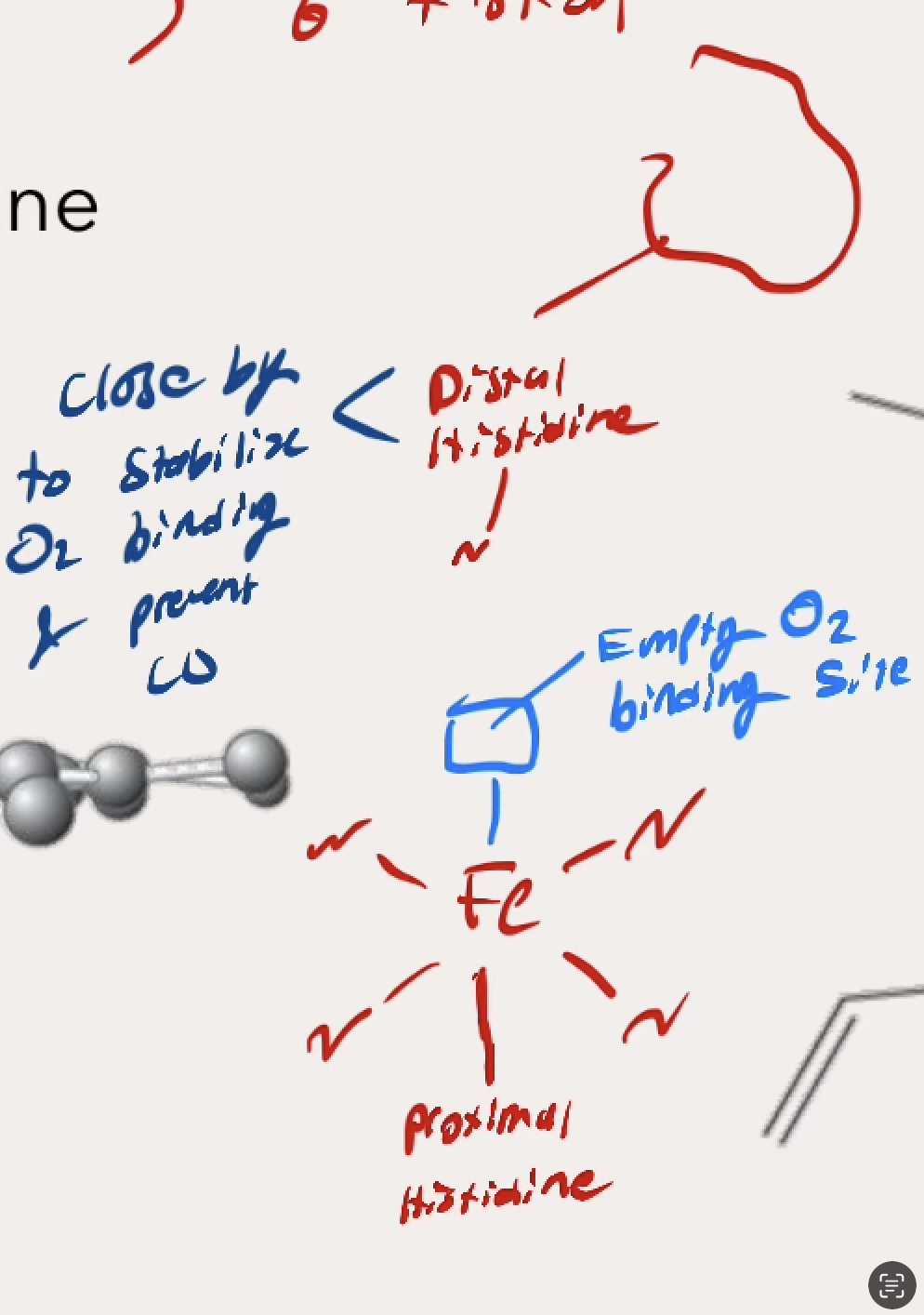 <p>Lower site → Bound w/ Proximal Histidine (F8)</p><p>Upper site → Left Open for O2 binding, with Distal Histidine hovering above to stabilize the binding and prevent CO</p>