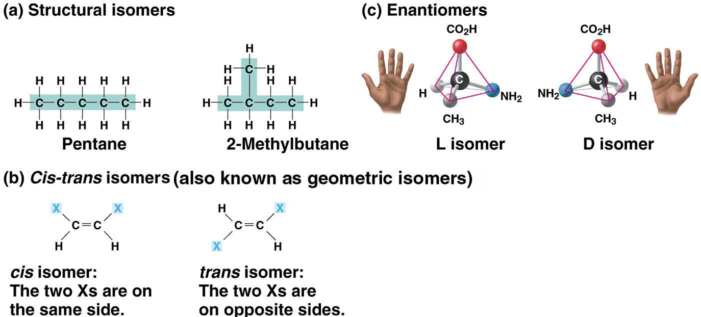 <p>compounds with the same molecular formula but different structures and properties</p>